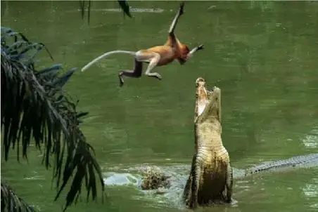 مستند حیات وحش؛ میمون بی‌خبر مستقیم داخل تله کروکودیل می‌پرد
