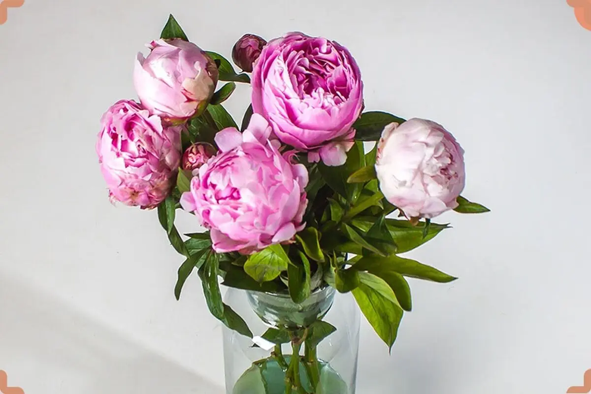 چه گیاهی برای چشم زخم خوب است