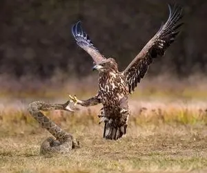 از جذابیت های حیات وحش؛ عقاب با پنجولای قدرتمندش مار رو برد آسمون بعدم گوشت تنشو کند