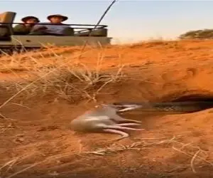 مستند حیات وحش؛ گورکن زبل موشو طعمه کرد مار بگیره