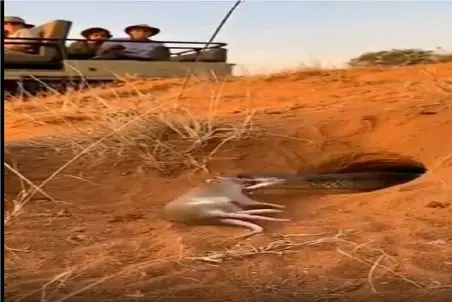 مستند حیات وحش؛ گورکن زبل موشو طعمه کرد مار بگیره