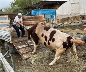 حیوانات غول جثه؛ گاو 1500 کیلویی که وقتی سوار تریلی شد کمک فنرها خوابیدن کف زمین