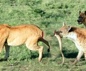 از جذابیت های حیات وحش؛ یه گله کفتار سمج ریختن سر شیر بینوا و میخوان دمشو بکنن