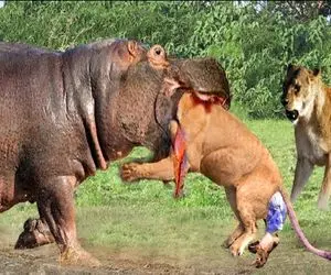 شاهکار حیات وحش؛ اسب آبی سفاک دهن گشادشو باز کرد کله شیر شریر قصاب رو نصف کرد