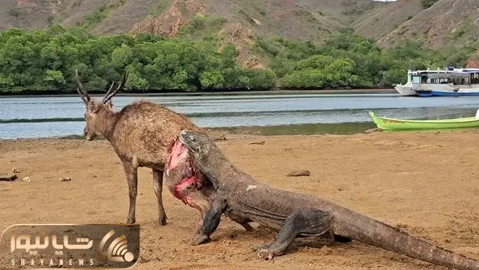 جذابیت های حیات وحش؛ کومودوی خونخوار گوزن رو شرحه شرحه کرد که دل نداری اصلا نبین