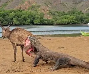 جذابیت های حیات وحش؛ کومودوی خونخوار گوزن رو شرحه شرحه کرد که دل نداری اصلا نبین