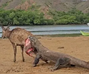 جذابیت های حیات وحش؛ کومودوی خونخوار گوزن رو شرحه شرحه کرد که دل نداری اصلا نبین