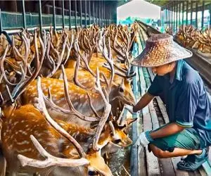 فرآوری گوزن؛ اسرار پرورش گوزن در یک کارخانه مدرن و پیشرفته با سودآوری ویژه شاخ