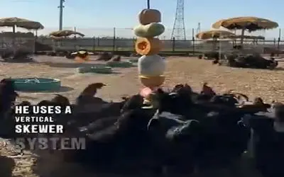 دامداری نوین؛ برا این که مرغا ول نچرخن چوب غذایی زد که اسیر بمونن تو محدوده واسه شکم