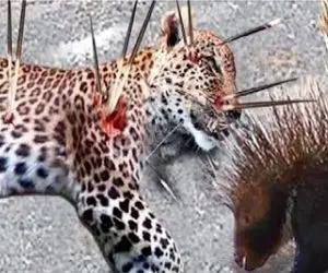 از جذابیت های حیات وحش؛ ببینید عاقبت پلنگ احمقی که جوجه تیغی هوس کرده بود