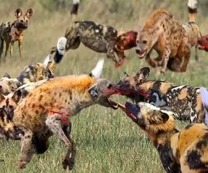 شاهکار حیات وحش؛ سگ های وحشی بعد یه جنگ حسابی با کفتار سفاک پوزشو کندن بلعیدن