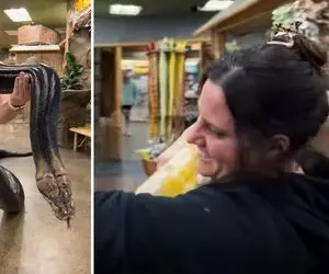 کشتی با حیوانات؛ خانم با پیتون خوش اندام کشتی می گیره و میخواد کول اندازش کنه