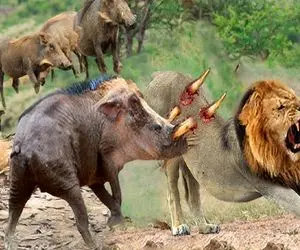 بدایع حیات وحش / خوک مقیاس ها را در برابر شیرهای وحشی عوض میکند