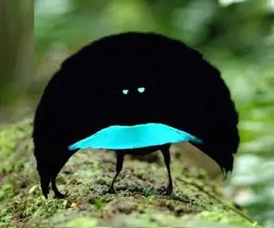 راز بقا؛ حرکات جالب پرنده نر برای خواستگاری از یارش