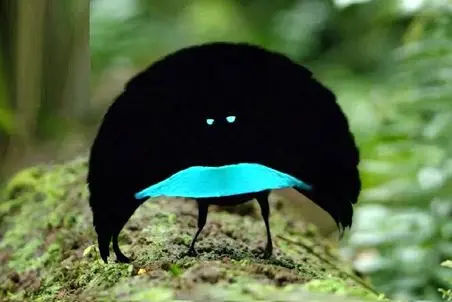 راز بقا؛ حرکات جالب پرنده نر برای خواستگاری از یارش