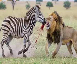 مستند حیات وحش؛ شیر شریر مثل سایه کمین کرد که مثل رعد بزنه به جون خر خط دار