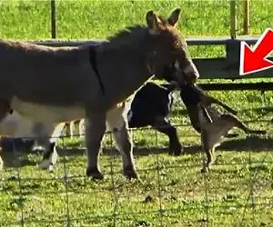 مستند حیات وحش؛ خر که با خر بازیاش همه رو شکار کرده