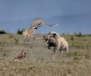 بدایع حیات وحش / خوک ها برای شکار پلنگ که می خواهند فرزندان خود را طعمه کنند