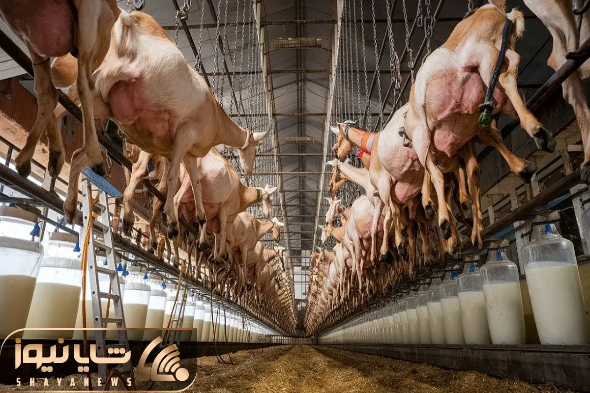 فرآوری بز؛ بز به قدری شیر میده که از سقف آویزونش کردن یکسره 1000 کیلو میدوشن