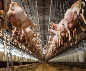 فرآوری بز؛ بز به قدری شیر میده که از سقف آویزونش کردن یکسره 1000 کیلو میدوشن