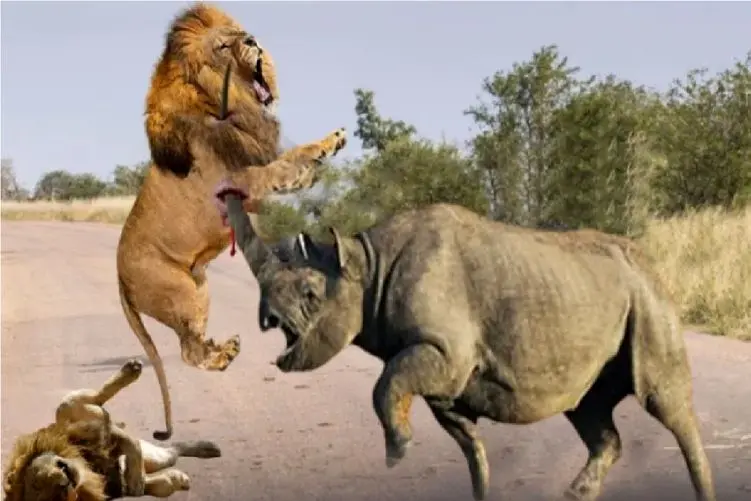 مستند حیات وحش؛ شیر با حمله به کرگدن به استقبال مرگ رفت