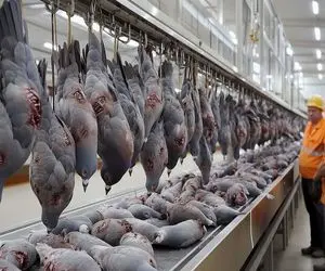 کارخانه حیوانات؛  با تزریق کبوتر و آماده جفتگیری کردن نژاد جدید تولید کردن سلاخی شه