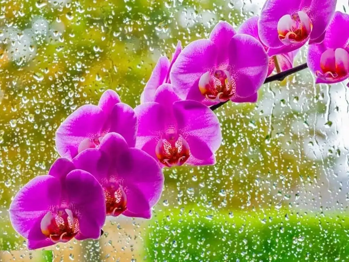 گیاهانی که گل میدهند