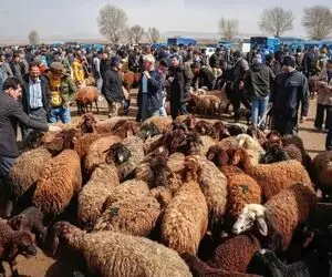 (جدول) قیمت دام زنده امروز ۲ دی ۱۴۰۳ 