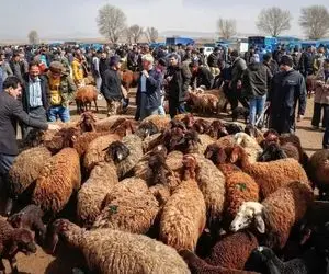 (جدول) قیمت دام زنده امروز ۲ دی ۱۴۰۳ 