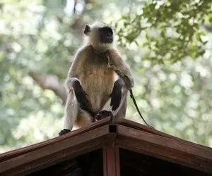 بلایی که میمون بر سر نوزاد ۵۰ روزه آورد! (۱۲+)