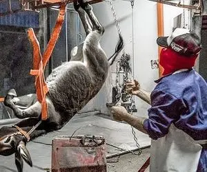 فرآوری الاغ؛ الاغ رو بعد از اینکه عمری بار برد نه چندان مهربانانه کشتار می کنن