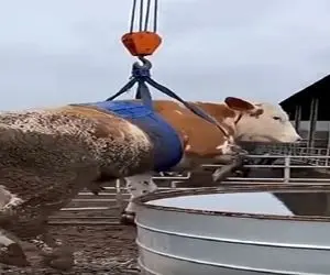 دامپروری نوین؛ گاو از همه جا بیخیر رو با بالابر میندازن تو بشکه آب هاج و واجه