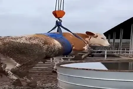 دامپروری نوین؛ گاو از همه جا بیخیر رو با بالابر میندازن تو بشکه آب هاج و واجه