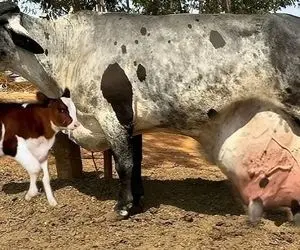 فرآوری گاو؛ گاو اینقدر شیرش زیاده بعد دوشیدن هم وقتی راه میره تلوتلو میخوره