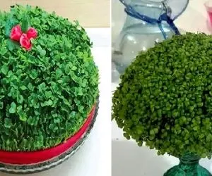  سبزه دقیقه نودی که خیلی زود سبز میشه / اینو بکاری یه پلک بزنی سبز شده انقدر که فرزه