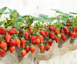 ایده های خلاقانه؛ تو بطری های پلاستیکی آب معدنی توت فرنگی بکار بزن به دیوار عالی میشه