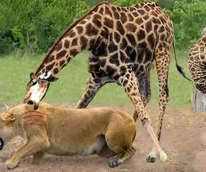 جذابیت حیات وحش؛ زرافه برای نجات نوزادش به دوئل شرورانه با شیر می رود