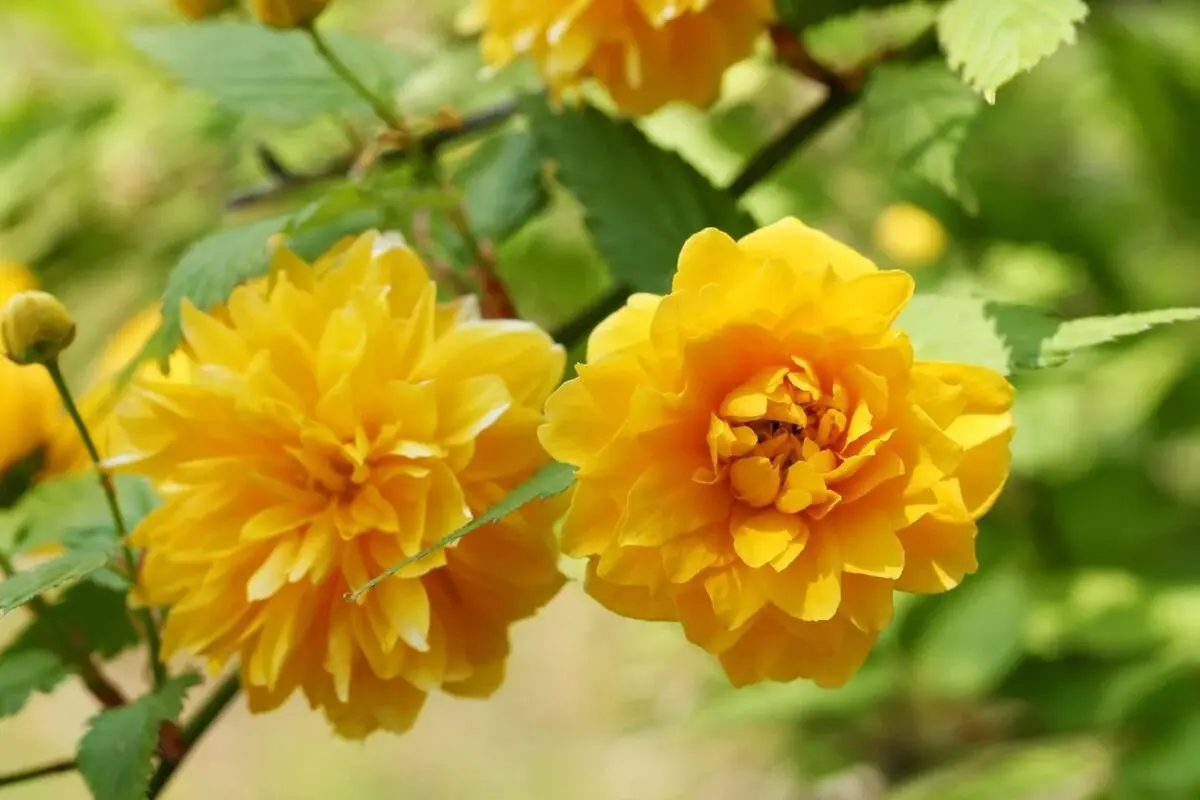 زیباترین گل های رونده