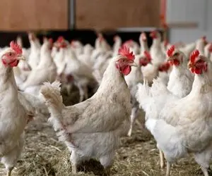 قیمت مرغ زنده امروز دوشنبه 20 بهمن 99