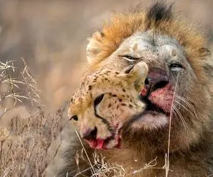 مستند حیات وحش؛ یوزپلنگ هر چقدر سریع باشه باز نمیتونه جلو شیر بگیره که بچه اش نکشه