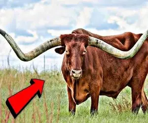 دامداری مدرن؛ گاو غول پیکر پروار کرد شاخش سه برابر هیکلشه مدام شیر میدوشن ازش