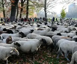 قیمت دام زنده امروز 5 اسفند 1404 + جدول