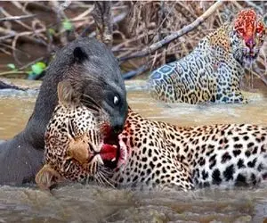 شاهکار حیات وحش / مرگ ددمنشانه جگوار شکارگر به دست سمورهای آبی غول پیکر