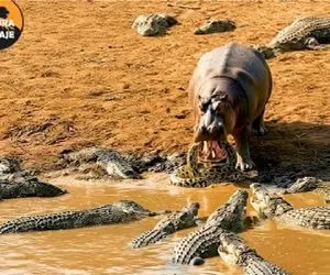 جذابیت حیات وحش / نبرد مفلوکانه تمساح با اسب آبی دهان گشاد برای خون فرزند