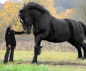 حیوانات غول جثه؛ این جذاب باوقار با 2.5 متر قد بلندترین اسب تو کل دنیاس