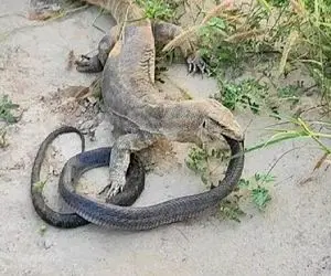 مستند حیات وحش؛ مار مقابل کومودو جفت پوچه