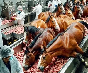 فرآوری اسب؛ اسب نجیب تبارمند وقتی نحیف شد از کوره آتیش رد میشه برای استیک شدن