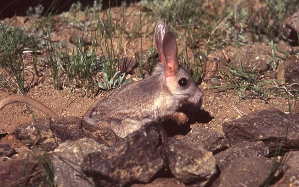 strange-animals-you-didnt-know-22-1