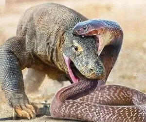 دیدنی های حیات وحش؛ پیتون غول خواست واسه ناهار اژدها بخوره اما خودش شد ناهارش