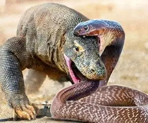 دیدنی های حیات وحش؛ پیتون غول خواست واسه ناهار اژدها بخوره اما خودش شد ناهارش